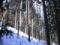 雪と間伐林分