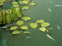 グリーンウォーターと呼ばれる薄緑色の水に浮かんだ浮き草の間をメダカが沢山泳いでいます