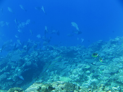サンゴ礁と魚たち