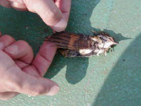 甲板上で拾得した小鳥の死体画像