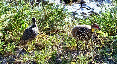 yellow-necked spurfouliEY̒ԁj