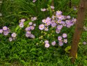 写真 :裏庭に咲く清楚な野紺菊
