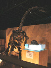 Jingshanosaurus