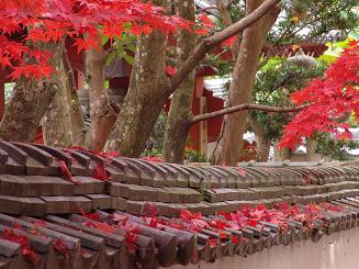 西林寺・荘厳寺の紅葉動画が見れます。
