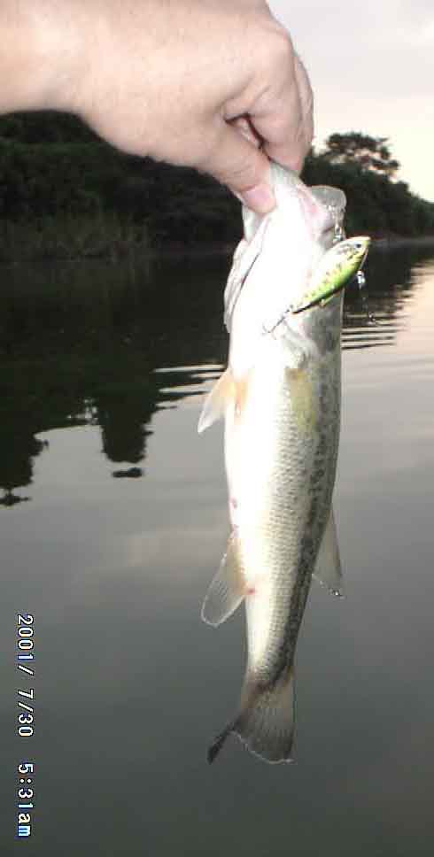 bass010730.JPG (20081 oCg)